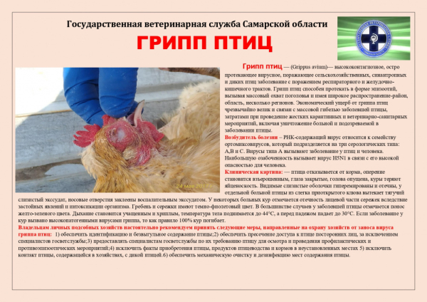 памятка ГРИПП ПТИЦ