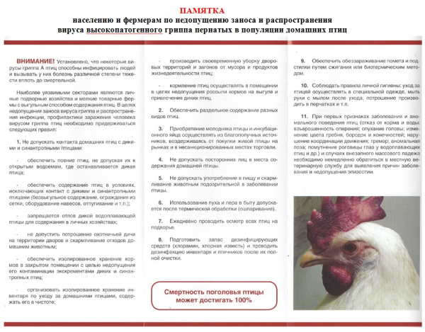 Грипп птиц