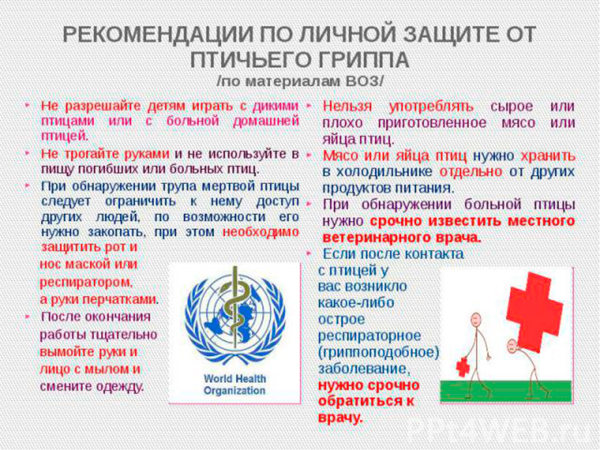 защита от птичьего гриппа